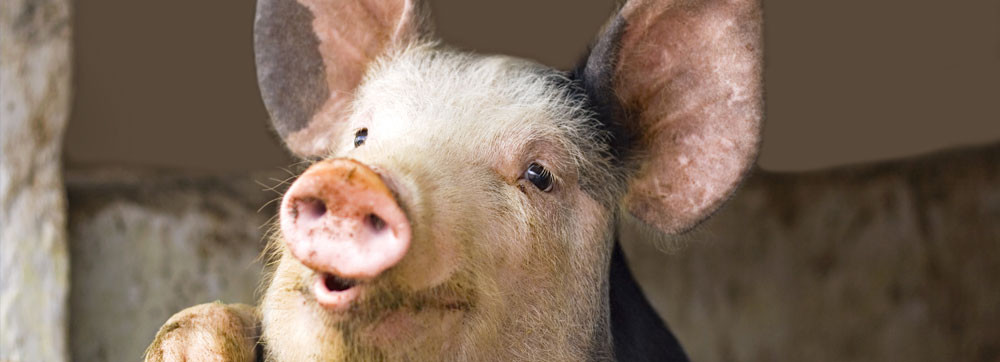 Porcs - Offre éleveurs - Assurance Le Goff
