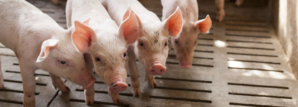 Porcs - Offre groupements-coopératives - Assurance Le Goff